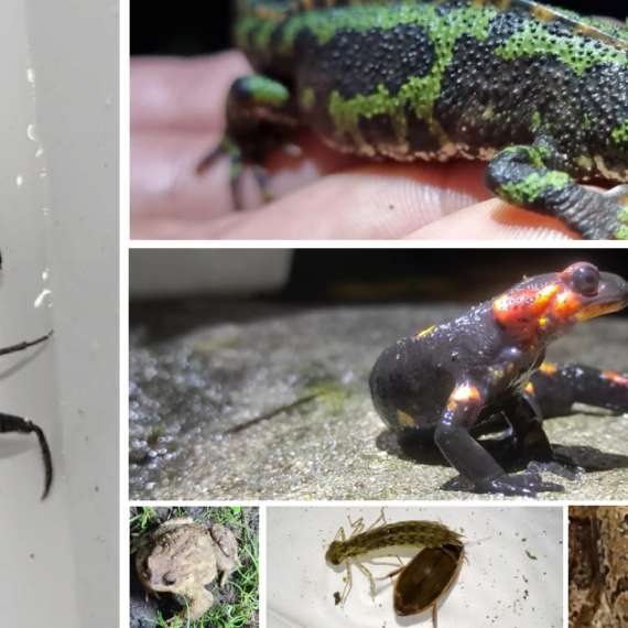 escorpião da água e salamandra do fogo