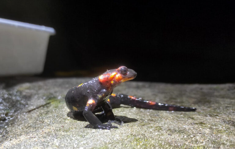 Salamandra-de-pintas-amarelas