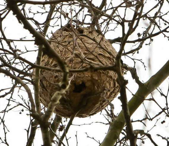 Ninho de Vespas Asiáticas