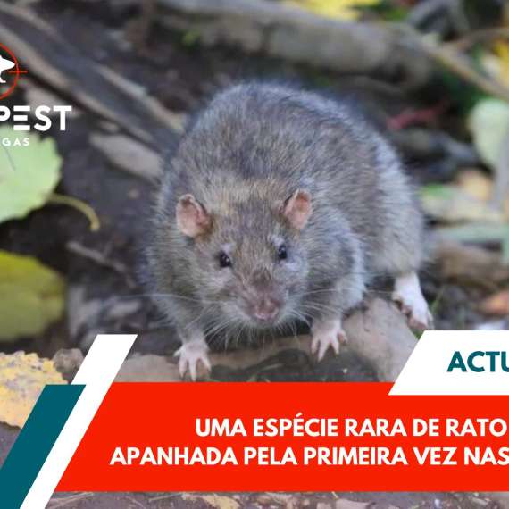 espécie rara rato