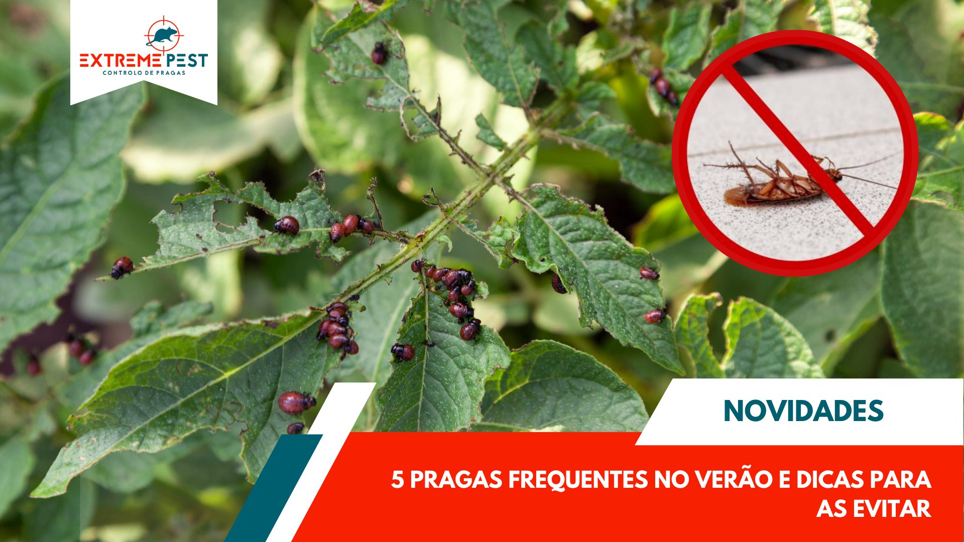 5 Pragas Mais Comuns no Verão e Como Preveni-las