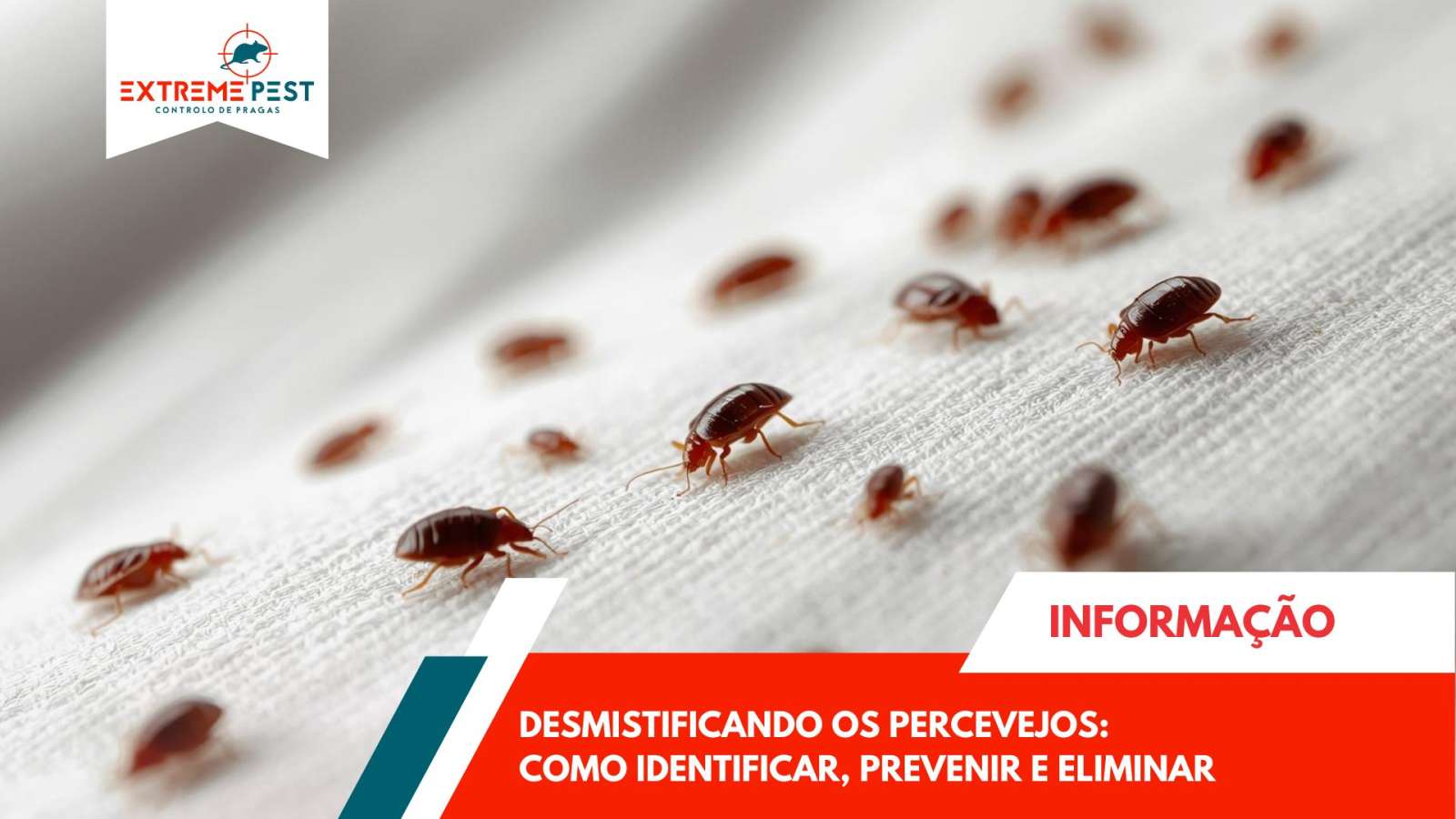 Desmistificando os Percevejos: Como Identificar, Prevenir e Eliminar esta Praga Silenciosa